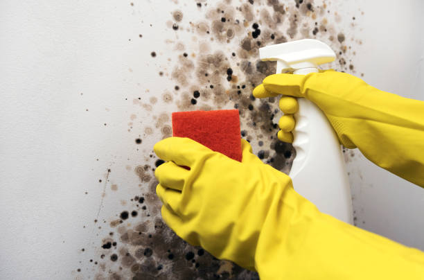 Best Residential Mold Removal  in Risg Sun, IN