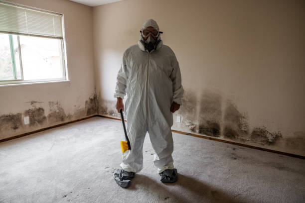 Home Mold Removal in Rising Sun, IN