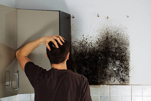 Mold Removal Process in Rising Sun, IN
