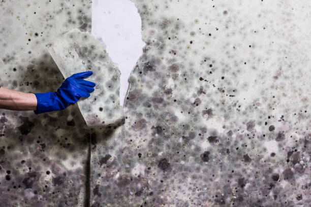 Best Mold Damage Repair  in Risg Sun, IN